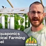 Build Your Own DIY Aquaponics System in Ithaca: A Step-by-Step Guide